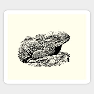 Iguana Sticker